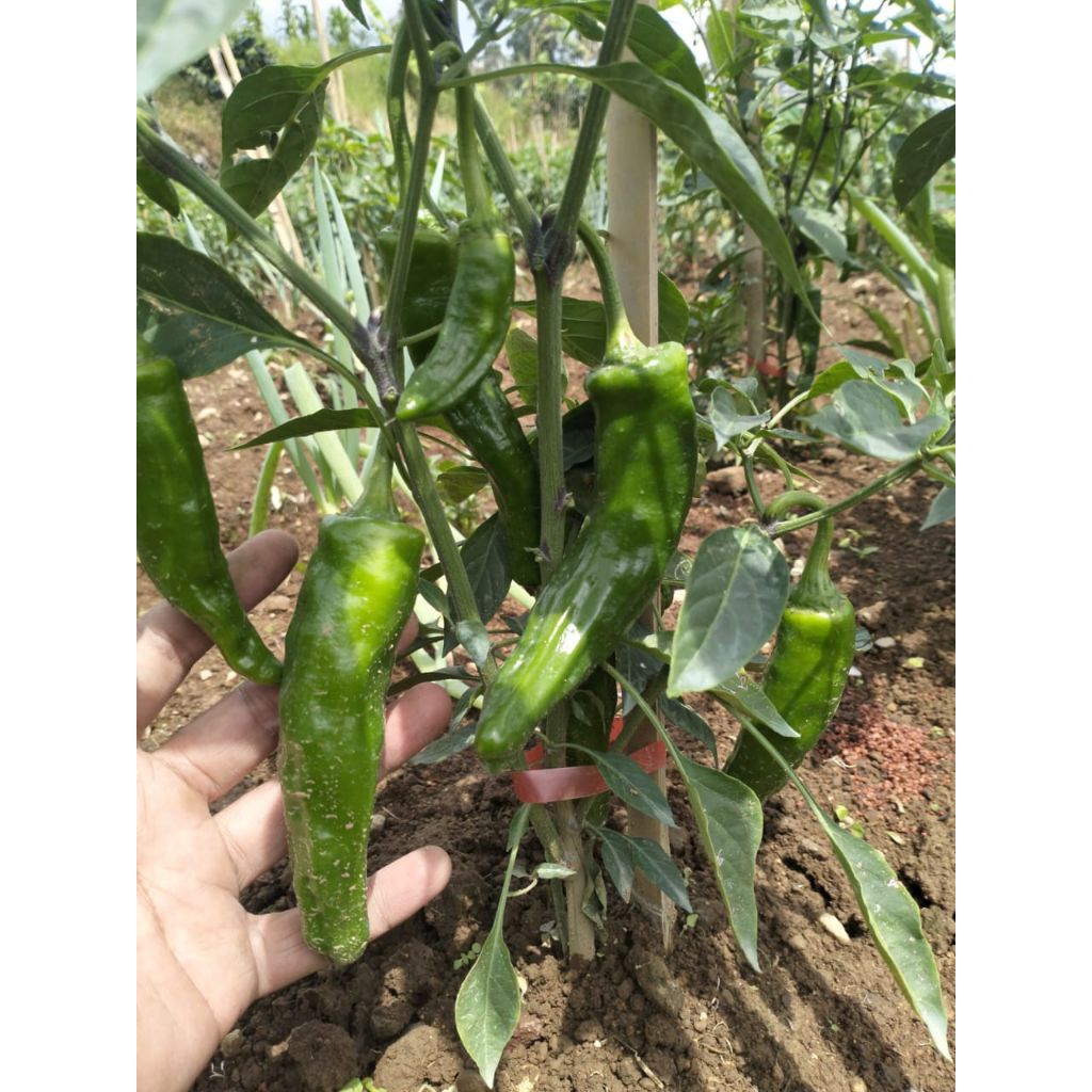 cabe hijau besar 500g-1000g