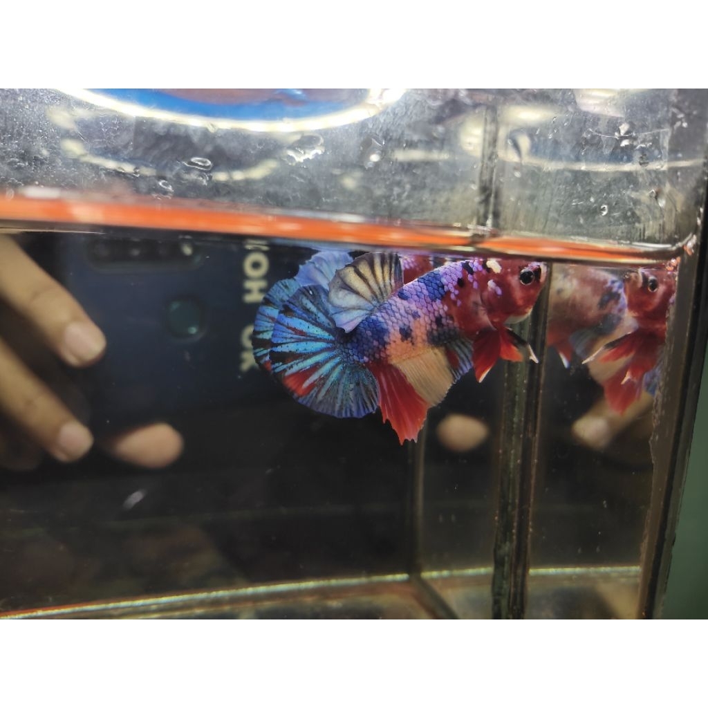 aksesoris aquarium