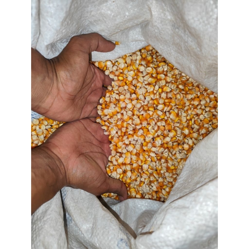 Jagung Pipil Pakan Ayam 1kg