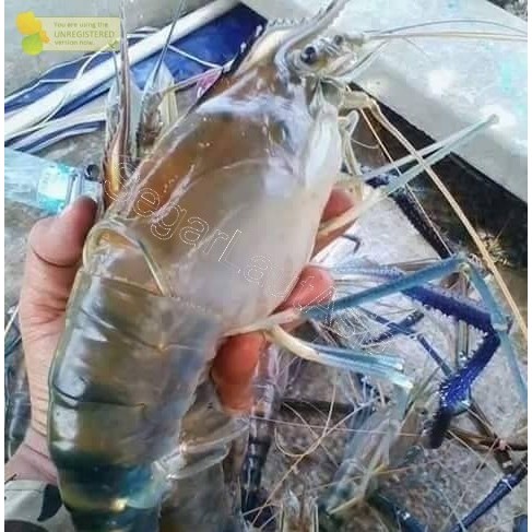 Udang Gala 1Kg Udang Gala Segar Udang Galah Segar Udang Galah 1Kg Udang Gala Jantan Betina Udang Jum