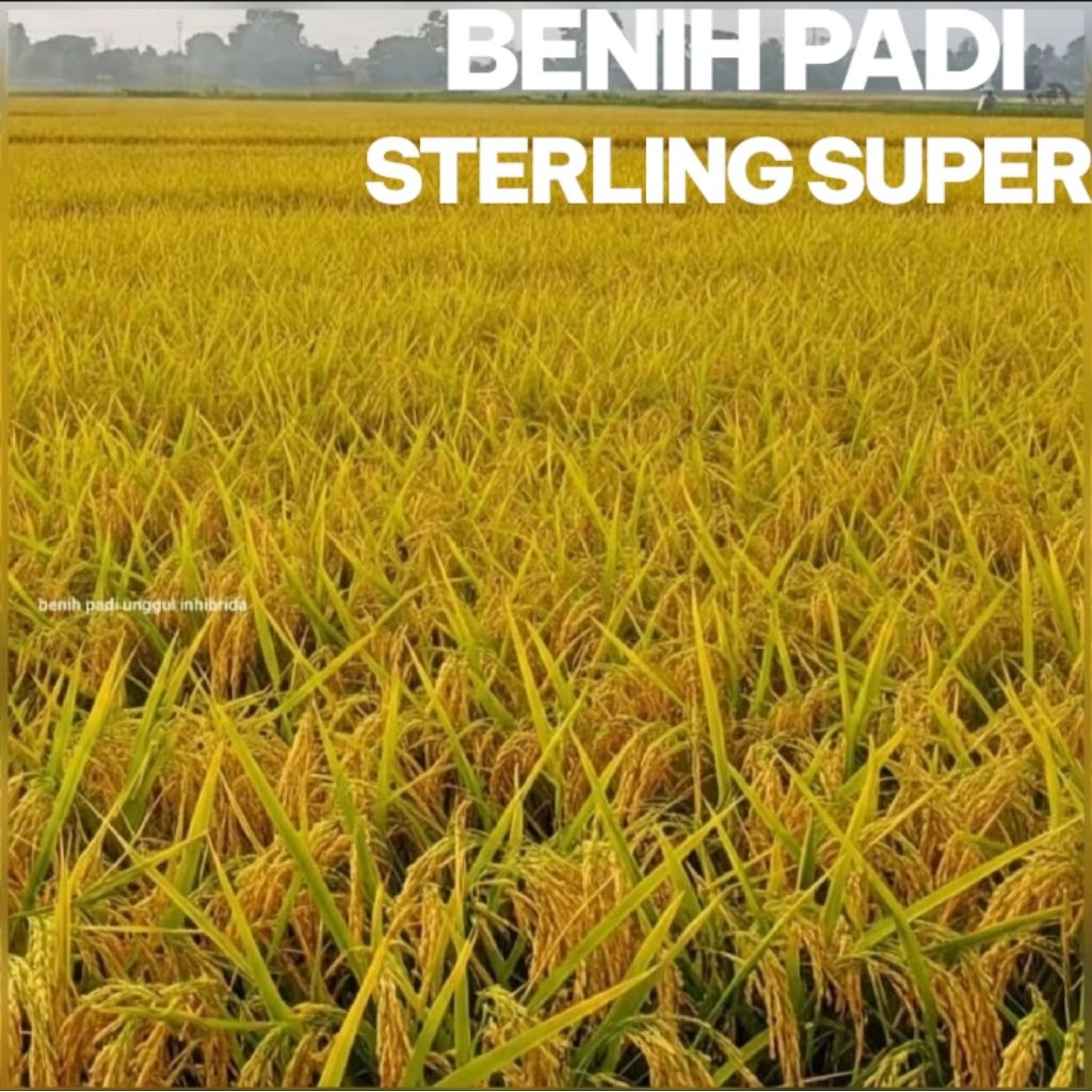 BENIH PADI UNGGUL BSHS 6H STERLING SUPER KEMASAN 5KG