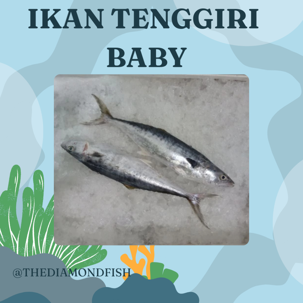 Ikan Tenggiri 1Kg Ikan Tenggiri Segar Ikan Tenggiri Baby Tenggiri Kecil Ikan Tengiri Seafood Ikan La