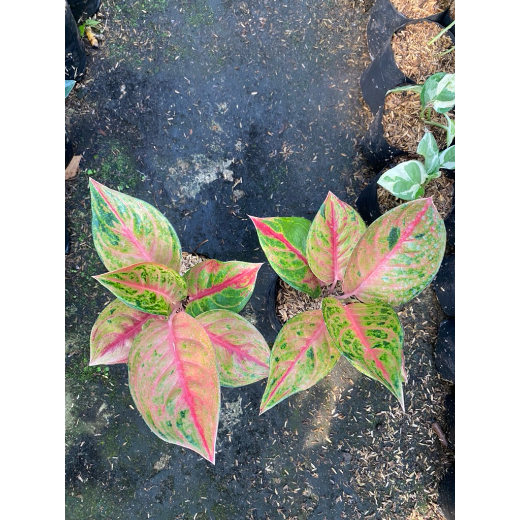 AGLONEMA MAHAMERU DEWASA REAL FICT