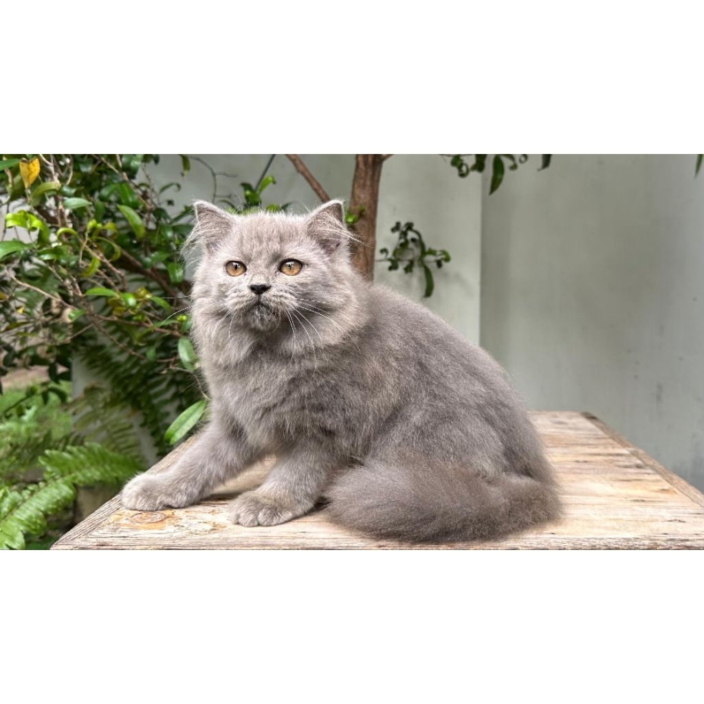 KUCING PERSIA MEDIUM BETINA 3 BULAN BLUESOLID