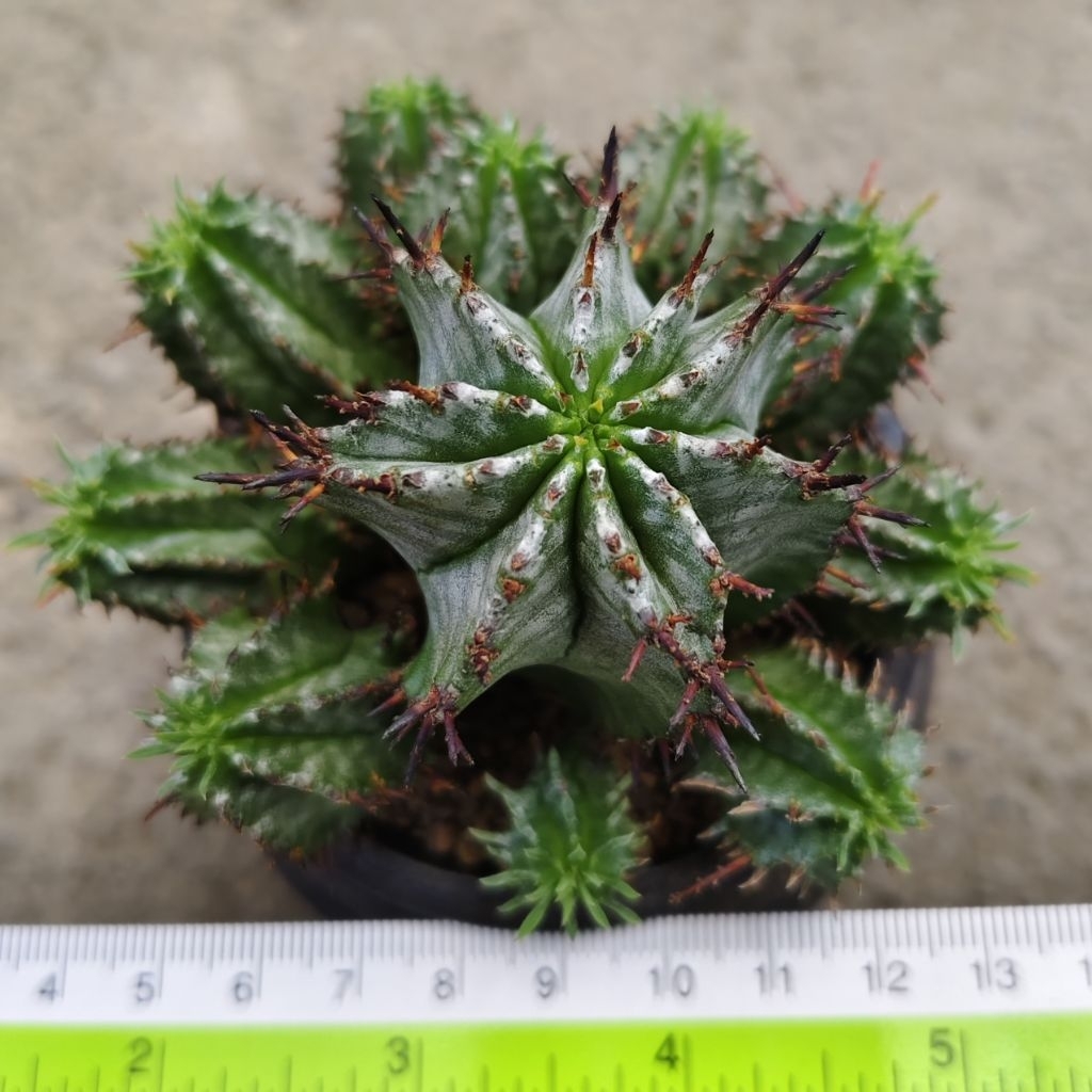 Tanaman Sukulen Euphorbia horrida Blue Japan