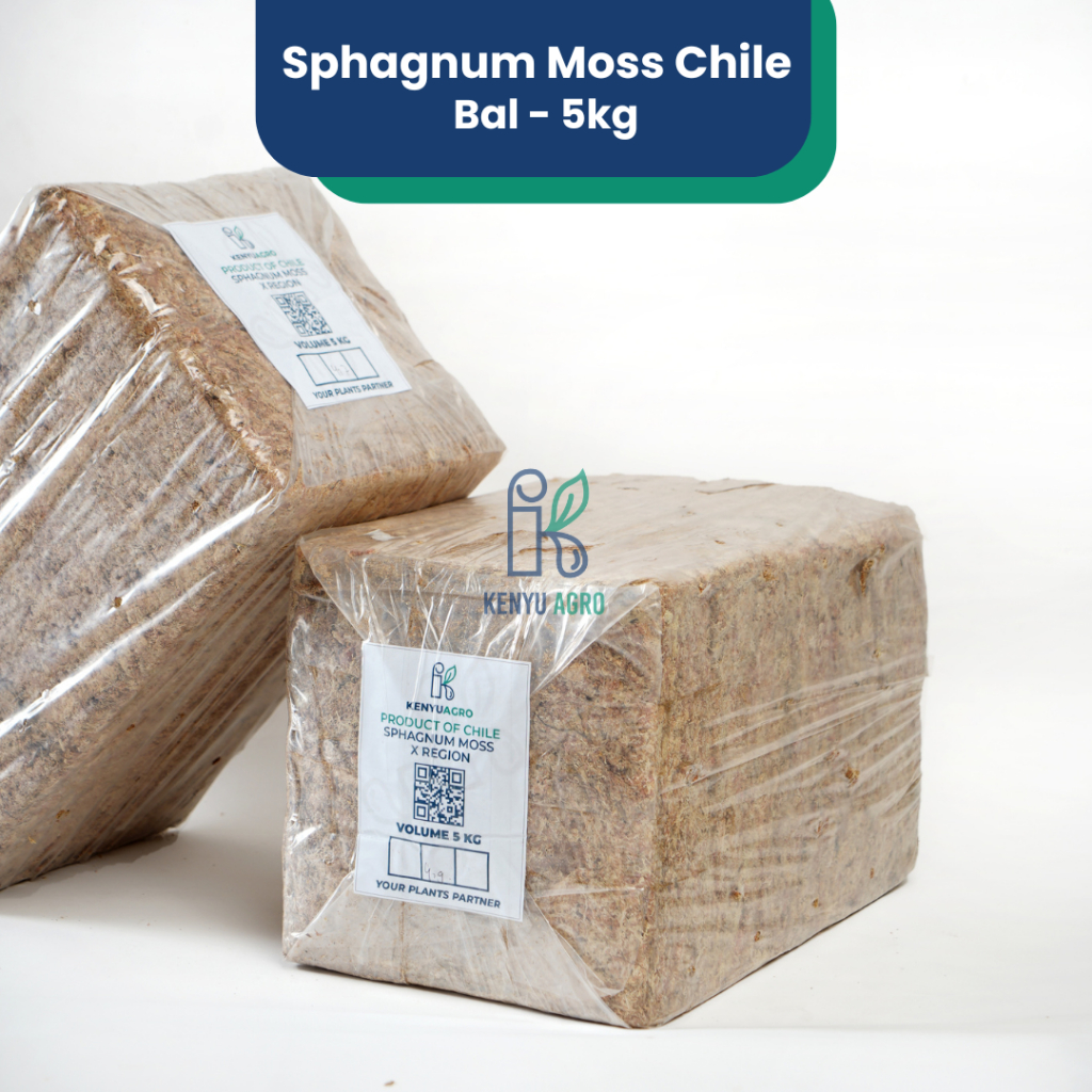 KENYU AGRO Sphagnum Moss Chile 5kg / Media Tanam Platycerium / Kultur Jaringan by Kenyu Store