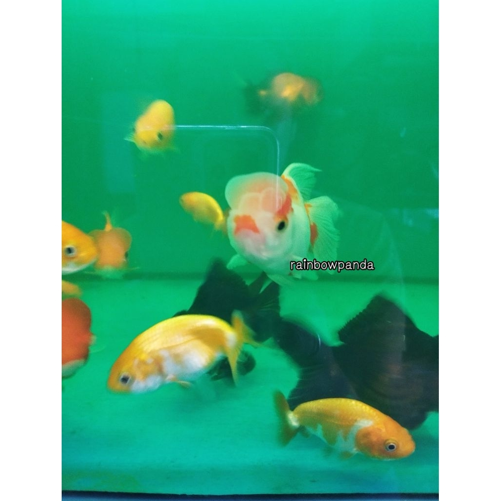 HIASAN AQUARIUM KOKI ORANDA JAMBUL KONDE KOKI JAMBUL
