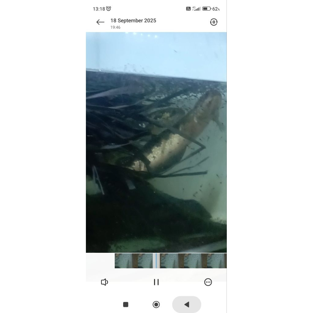 chana tika ws sepasang