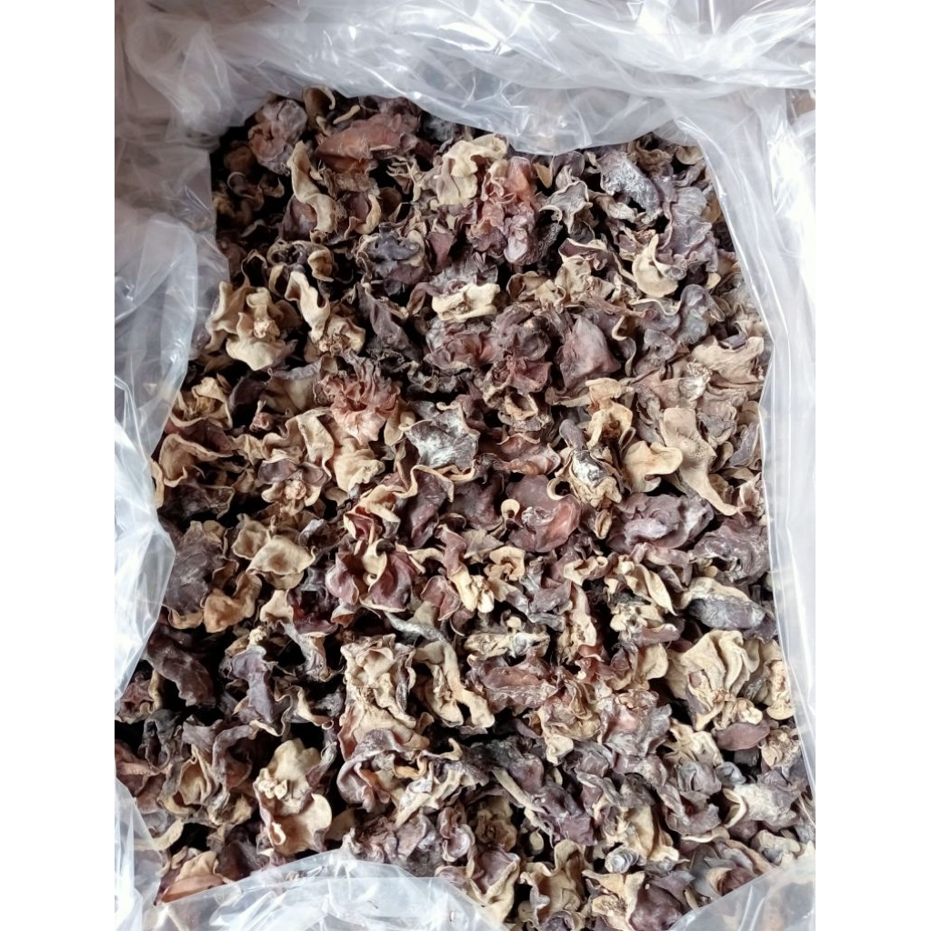 jamur kuping 5kg