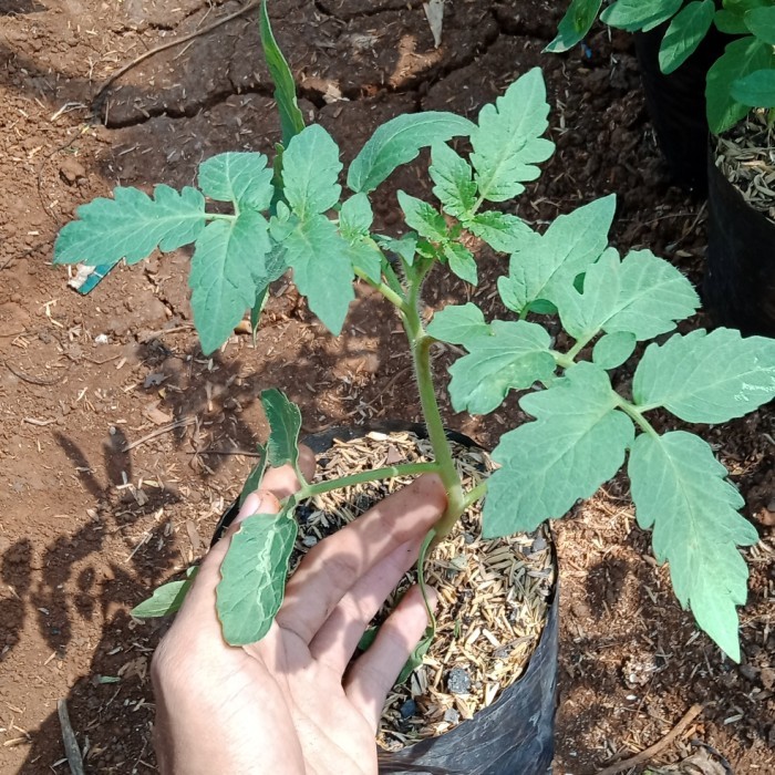 Bibit Tanaman Buah Tomat Cherry / Bibit Tomat Ceri