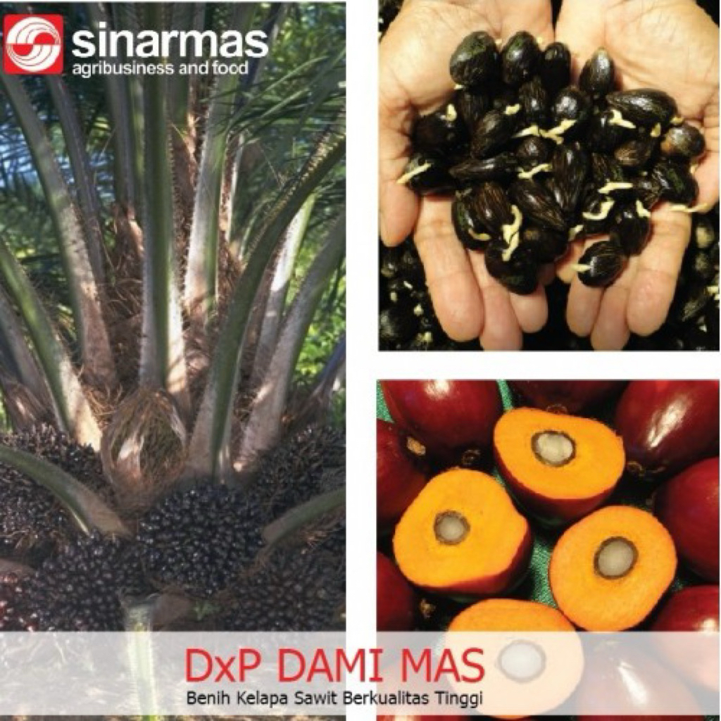 Kecambah Sawit Dami Mas ( Sinarmas ) Unggul