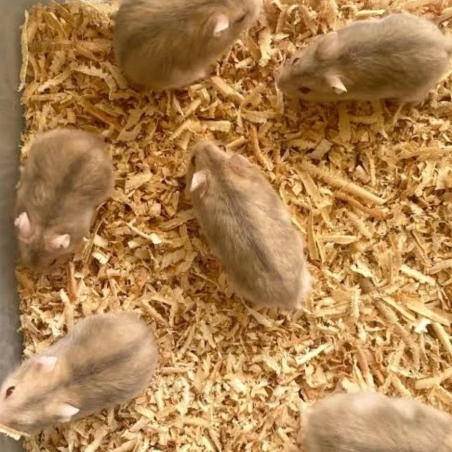 Indukan Hamster Winter White Argente/Tiger