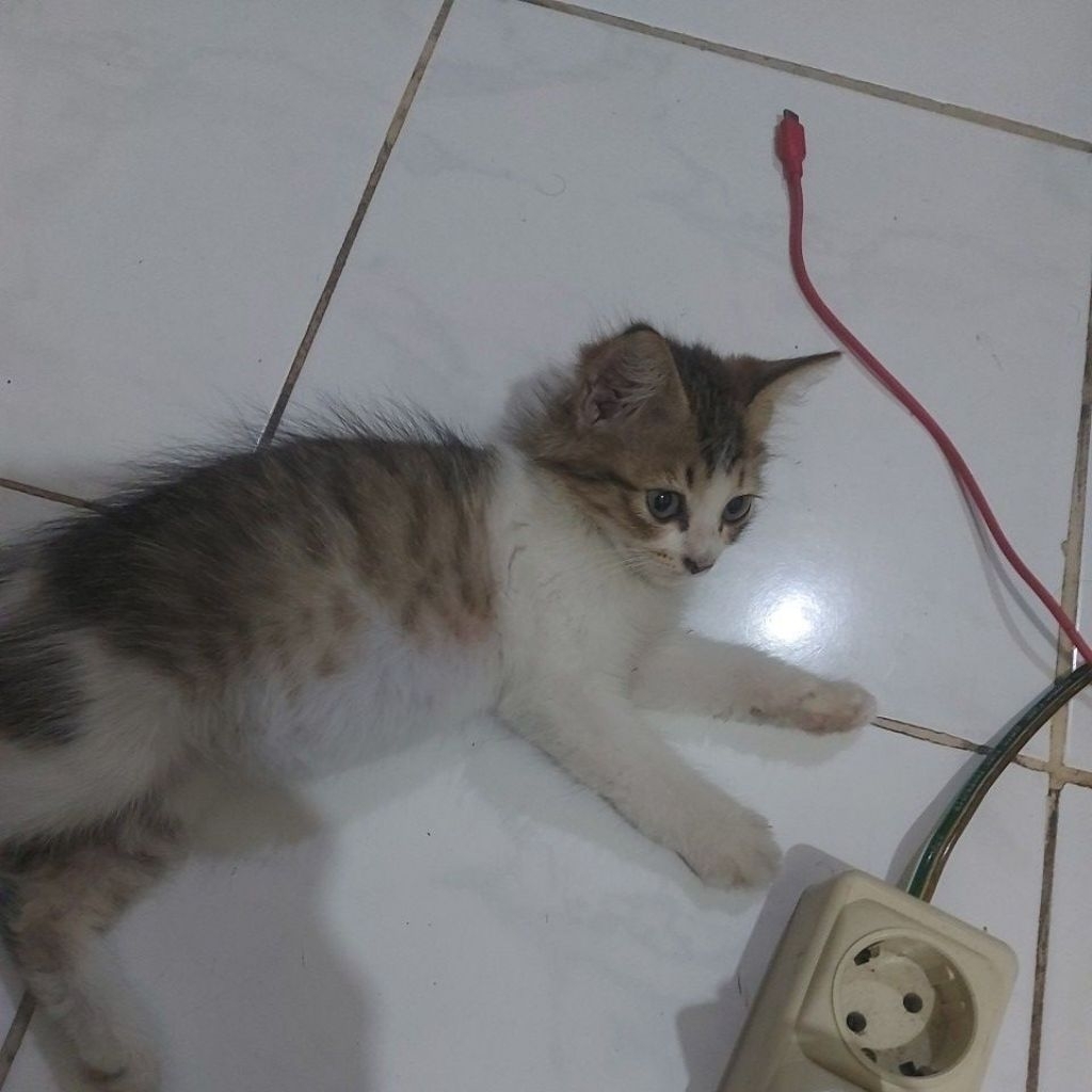 kucing mixdome persia