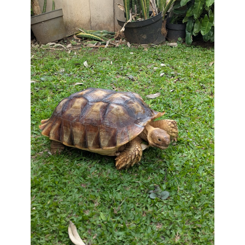 COD ONLY Kura kura darat jantan tortoise sulcata