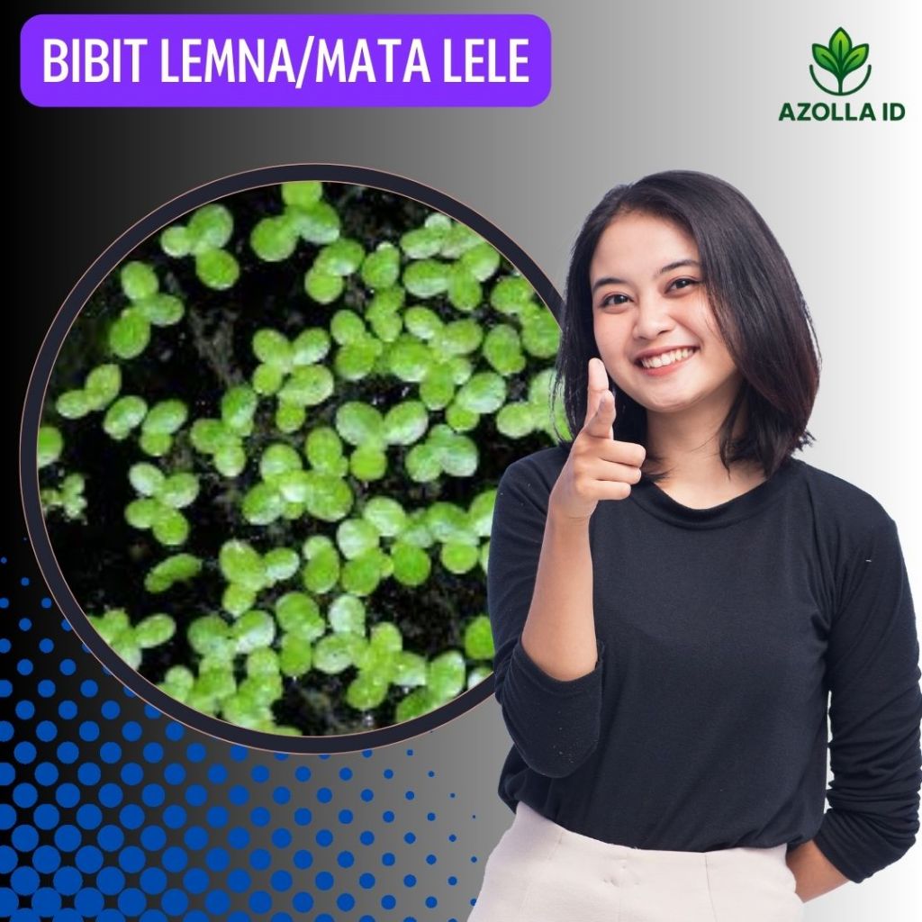 Bibit lemna mata lele murah 1 kg pakan alternatif ikan, unggas dan ternak