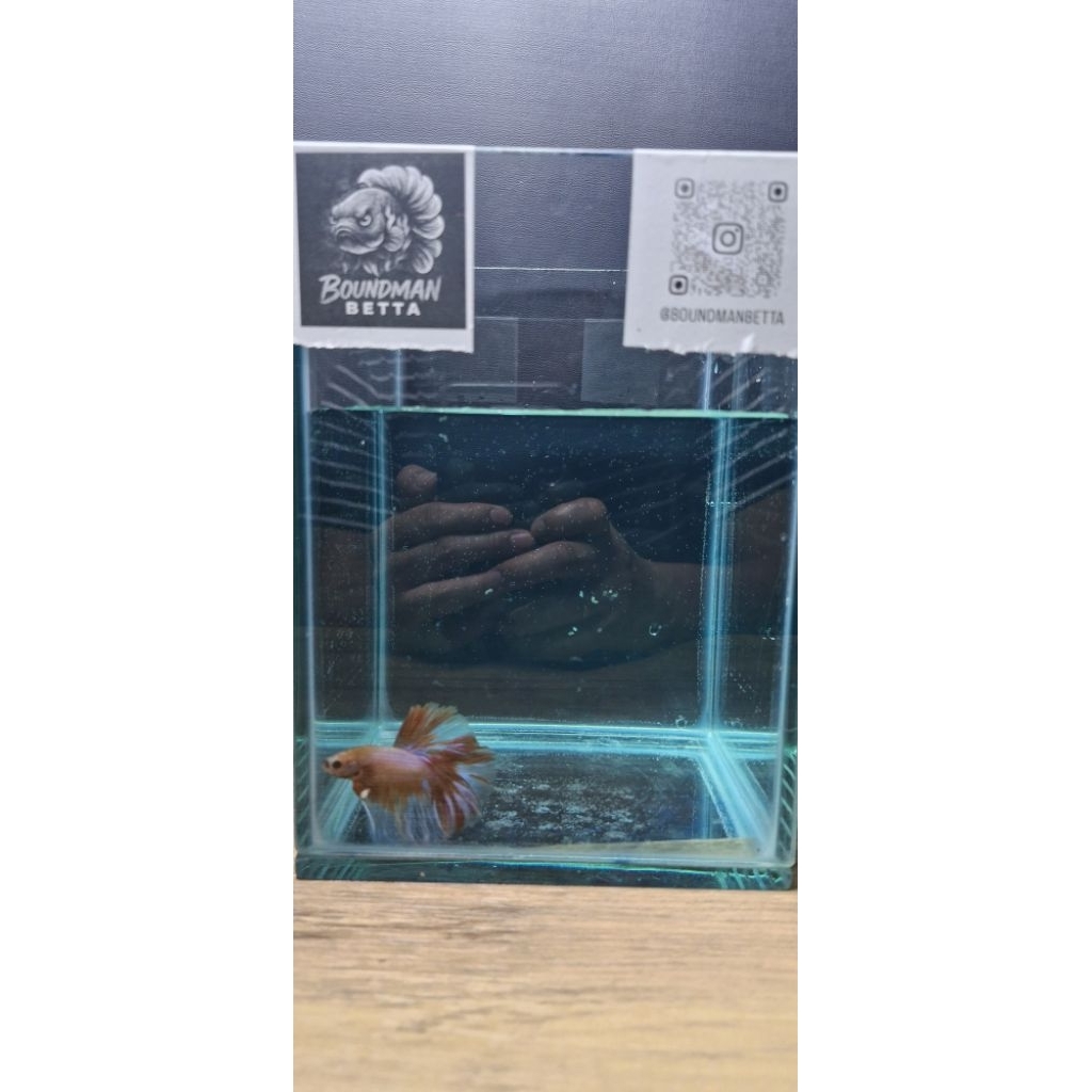 Cupang Halfmoon Red Fiery