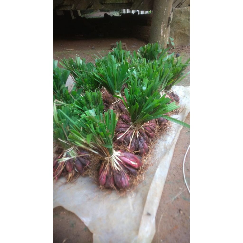 bawang dayak obat herbal kering/basah