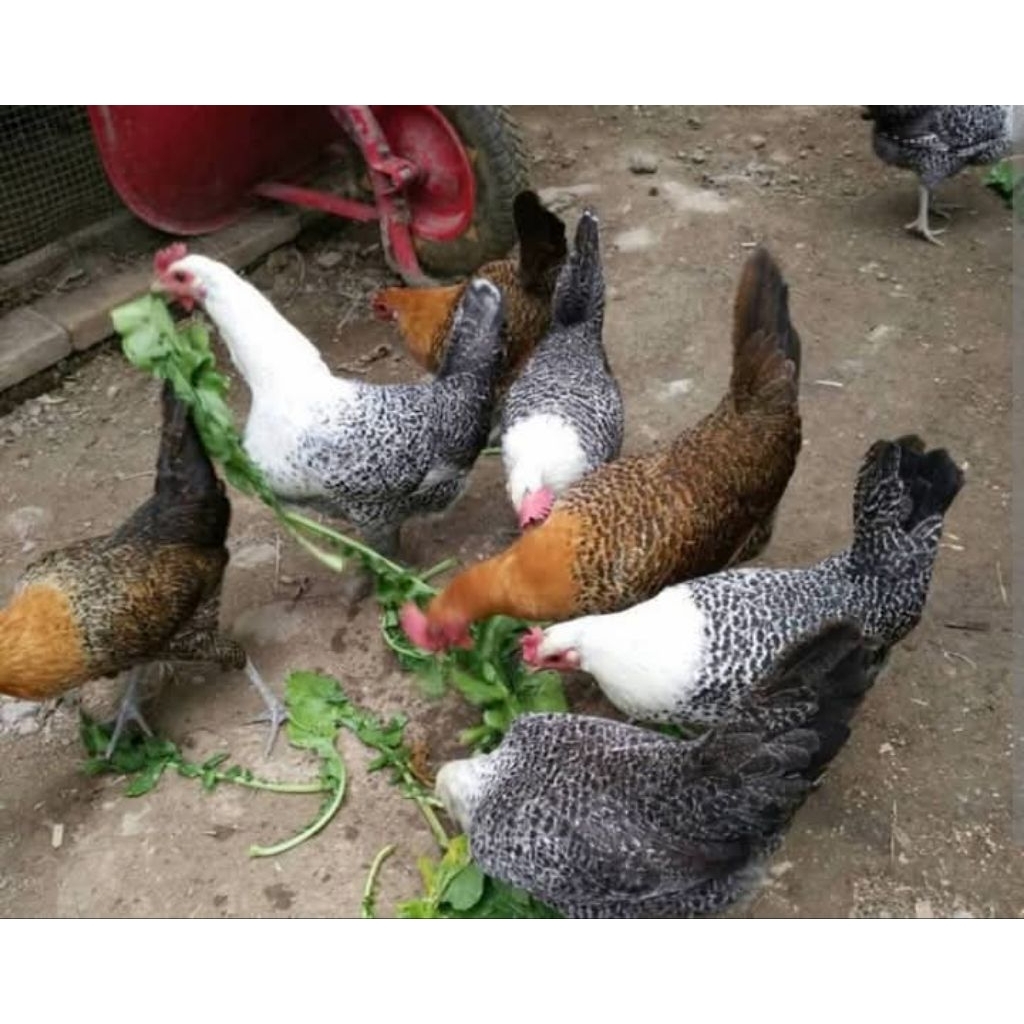 Betina Petelur ayam Arab Usia 21 Minggu