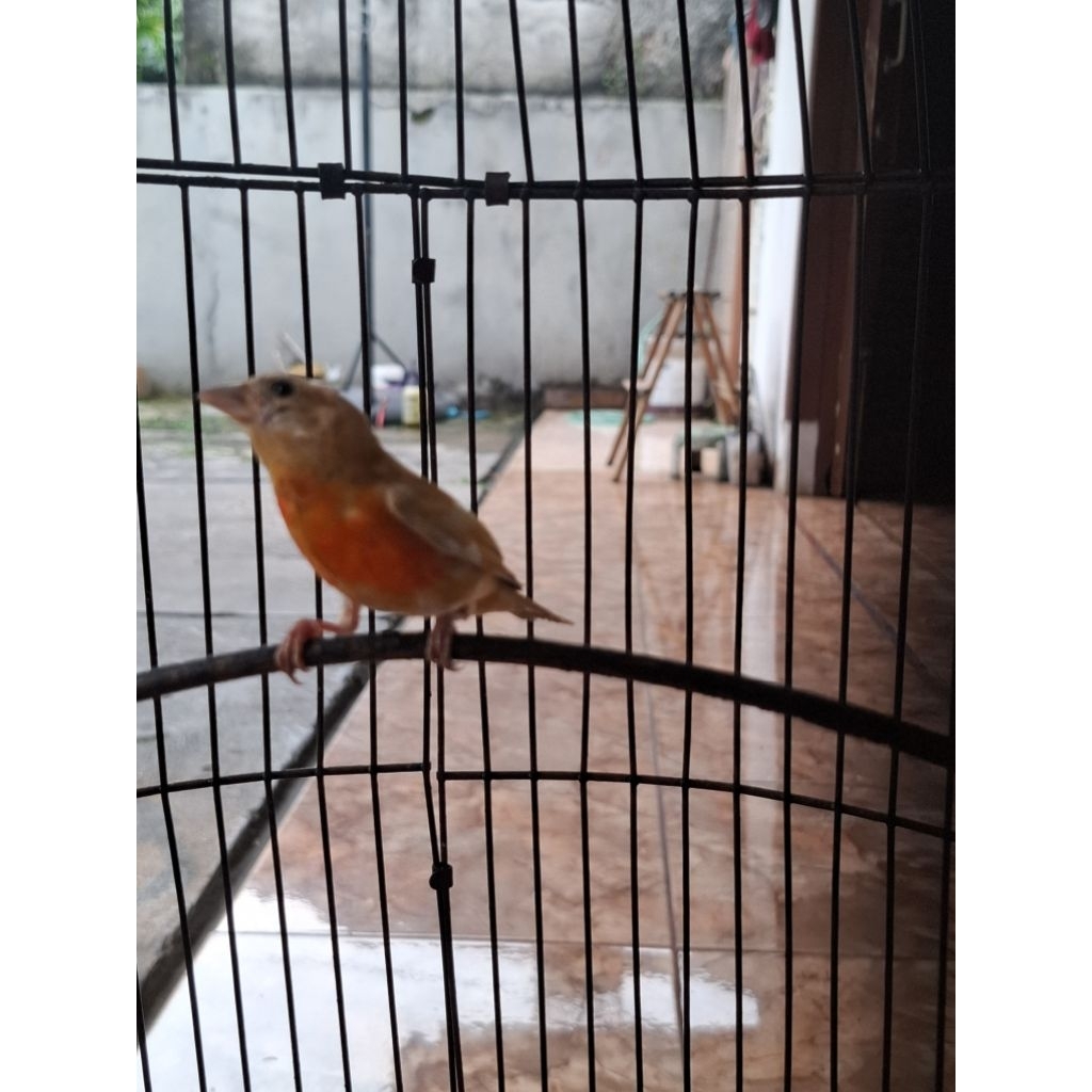 Red Siskin Double Dilute jantan PAUD