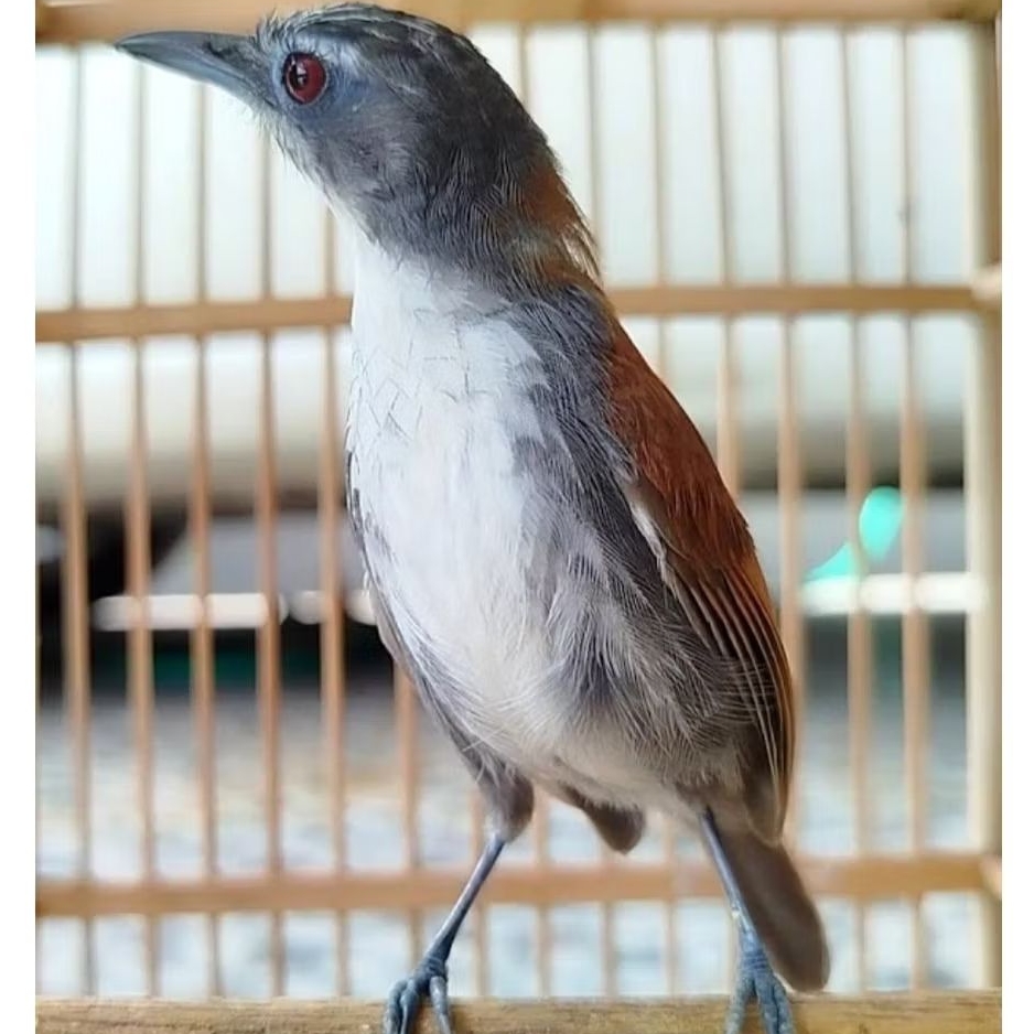 BURUNG MASTERAN SNIPER TERBAIK