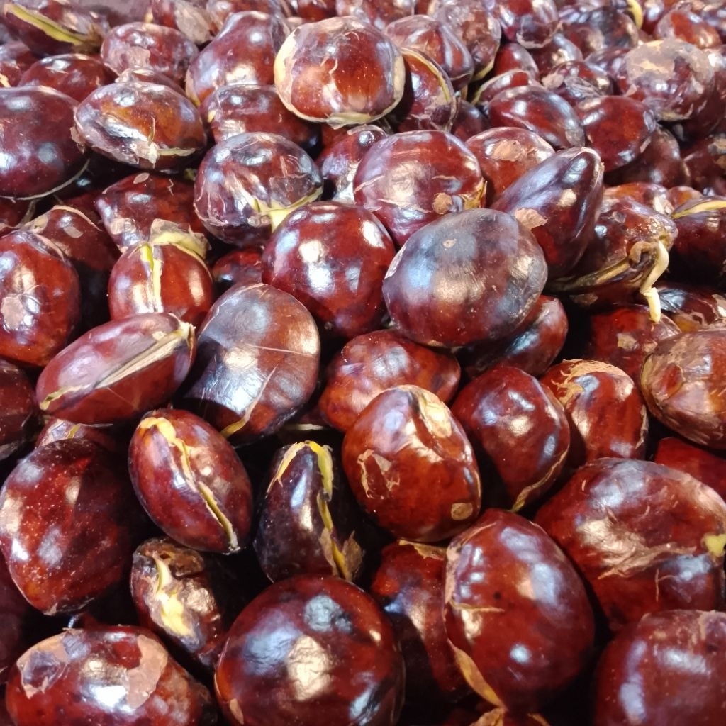 jengkol tua besar 500gram