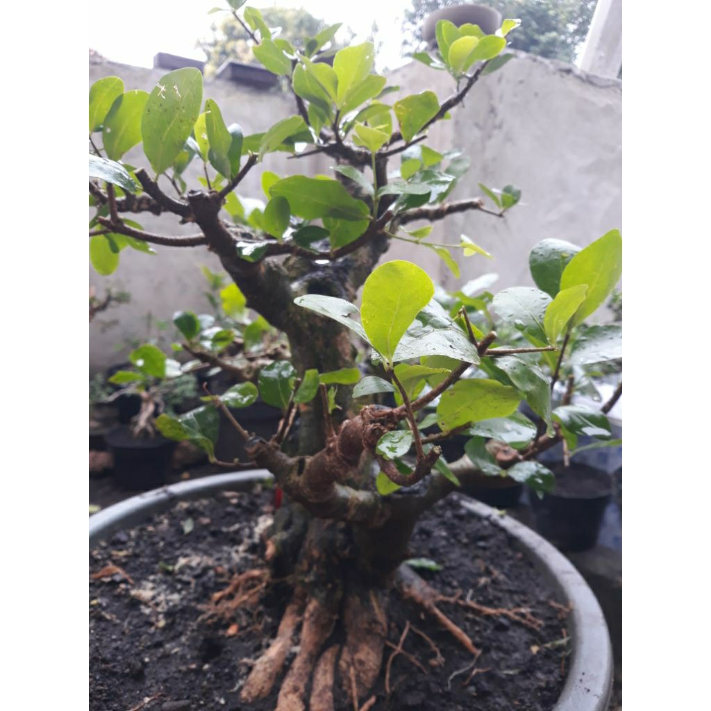 Bonsai Bahan sianci