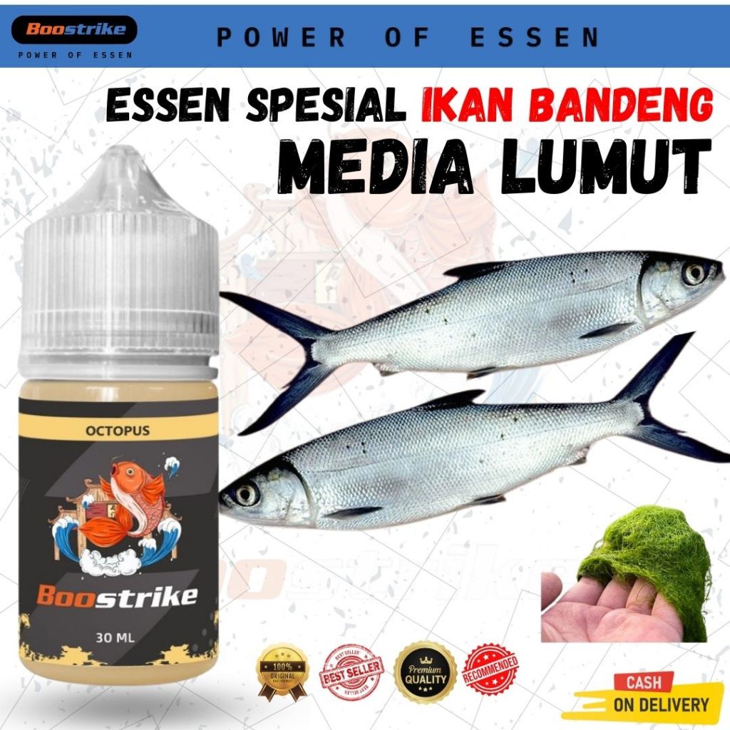 Essen Ikan Bandeng Tambak Rame dan Babon Paling Gacor Media Umpan Lumut | Essen Boostrike