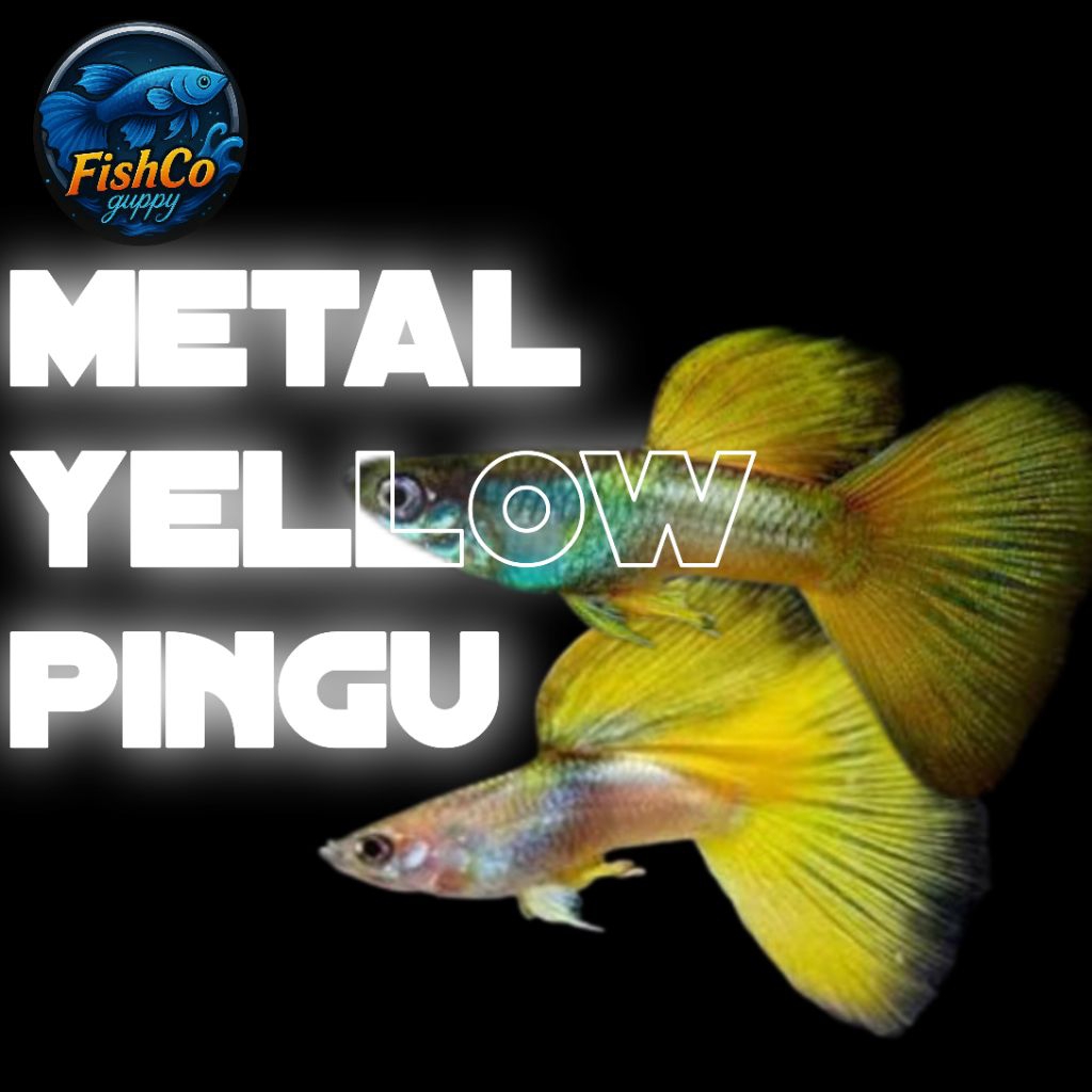 Stiker aquarium guppy Metal Yellow Pingu