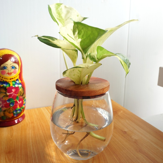 Vas Bunga Kaca/Pot Kaca Bunga Minimalis Estetik untuk Tanaman Air Indoor