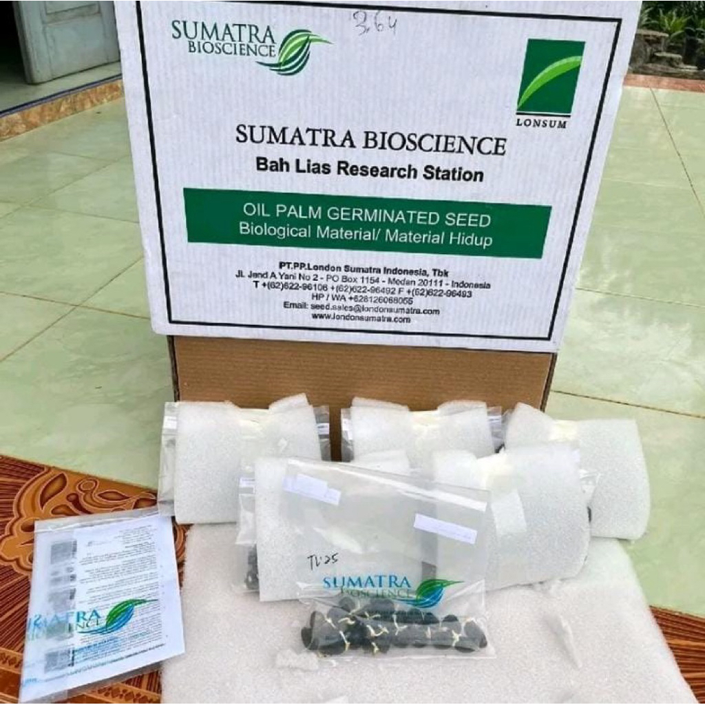 KECAMBAH SAWIT UNGGUL LONSUM ( SUMATRA BIOSCIENCE )
