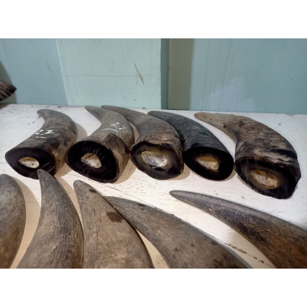 tanduk kerbau padatan katila/bule