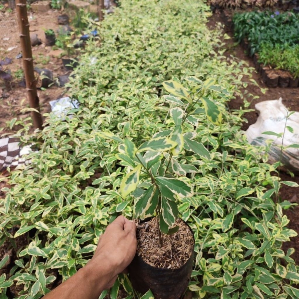 Tanaman lee kwan yew varigata putih