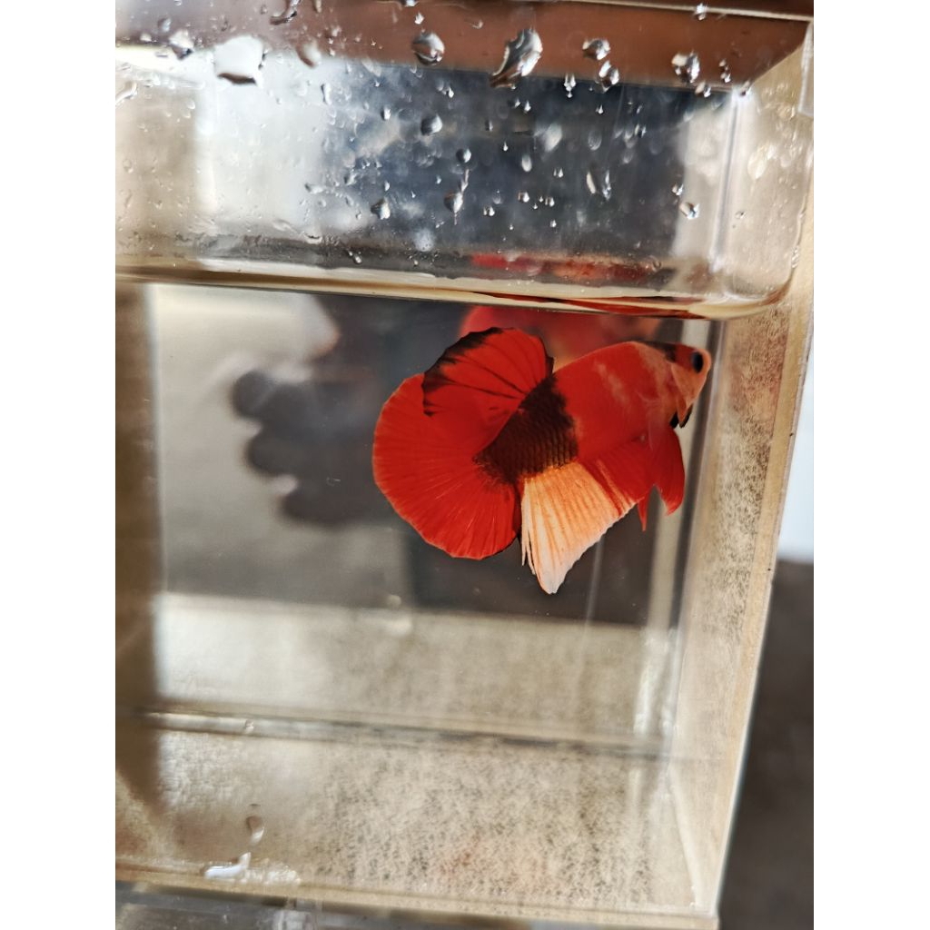 ikan cupang male nemo classic