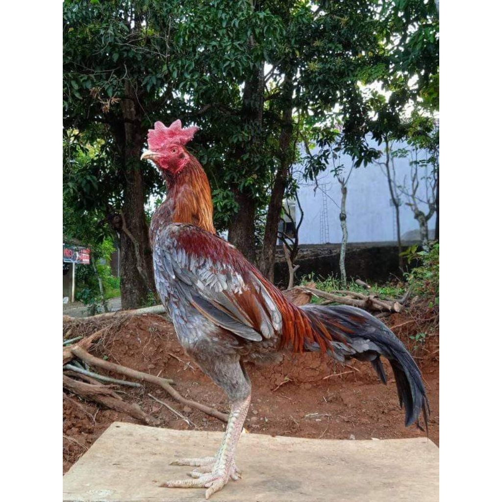 telur tetas ayam pakhoy super speed