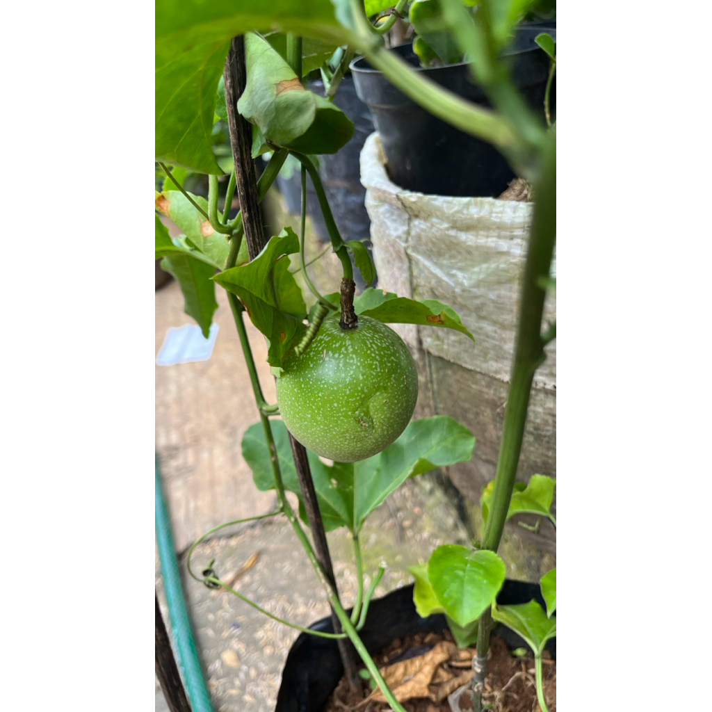 Bibit Tanaman Buah Markisa Sudah Berbuah