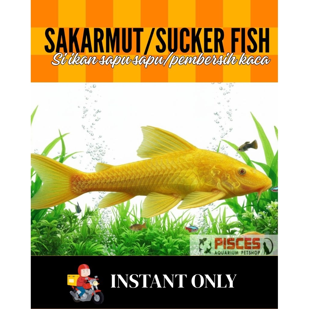 IKAN HIAS SAPU SAPU SAKARMUT ALBINO PEMBERSIH KACA