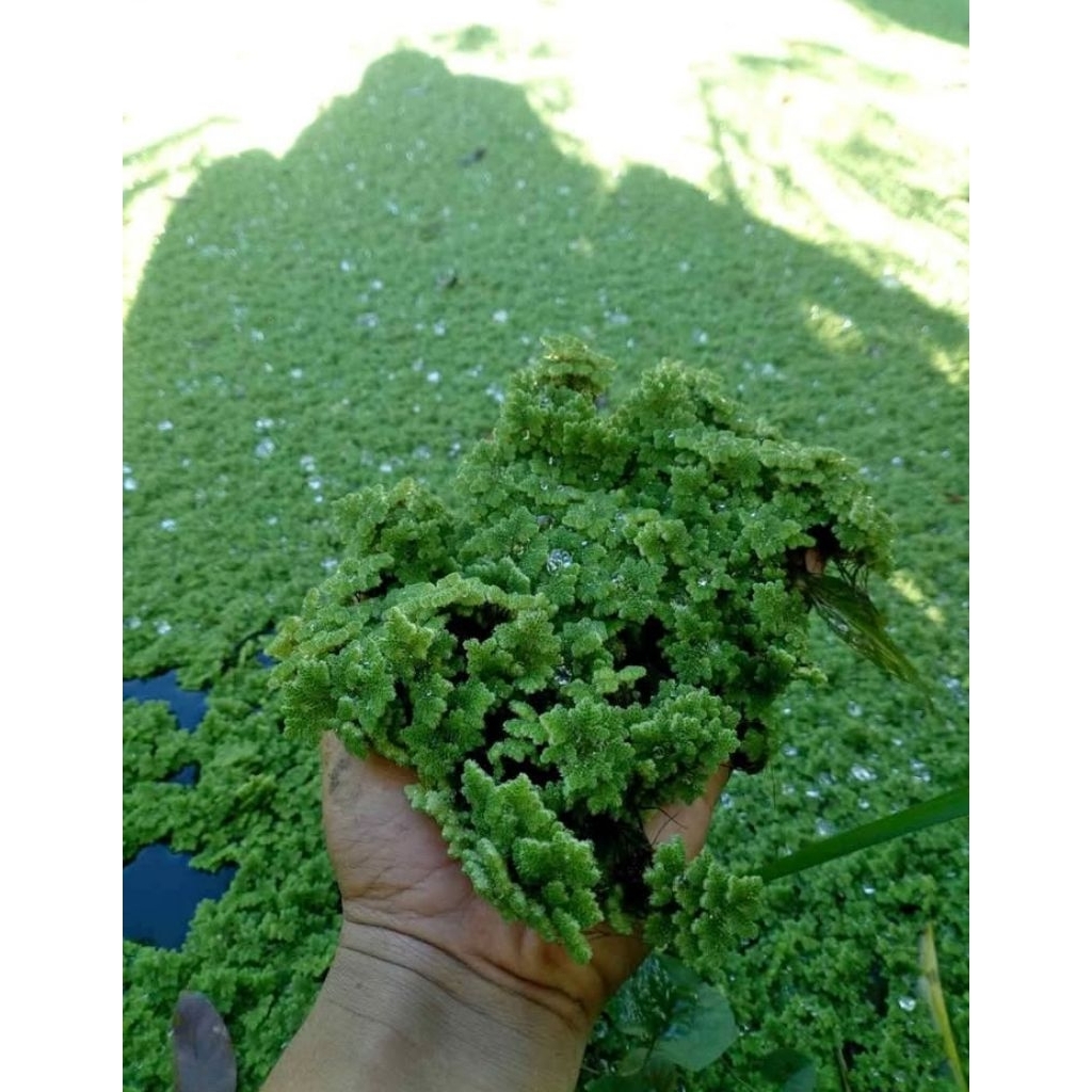 azolla microphylla pakan ternak 2kg, bibit azolla microphylla, azolla pakan ikan, pakan