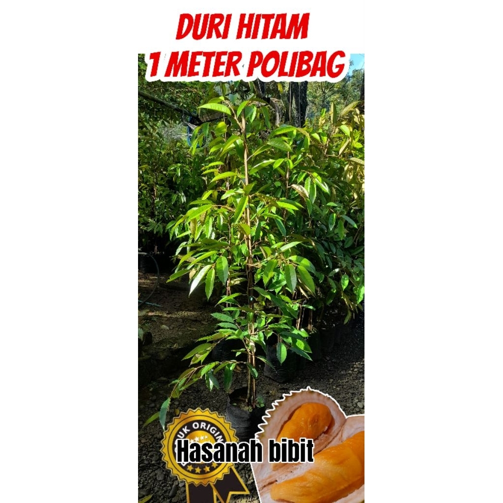 BIBIT DURIAN DURI HITAM / OCHEE / BLACKTORN 1 METER POLIBAG PACKING KAYU