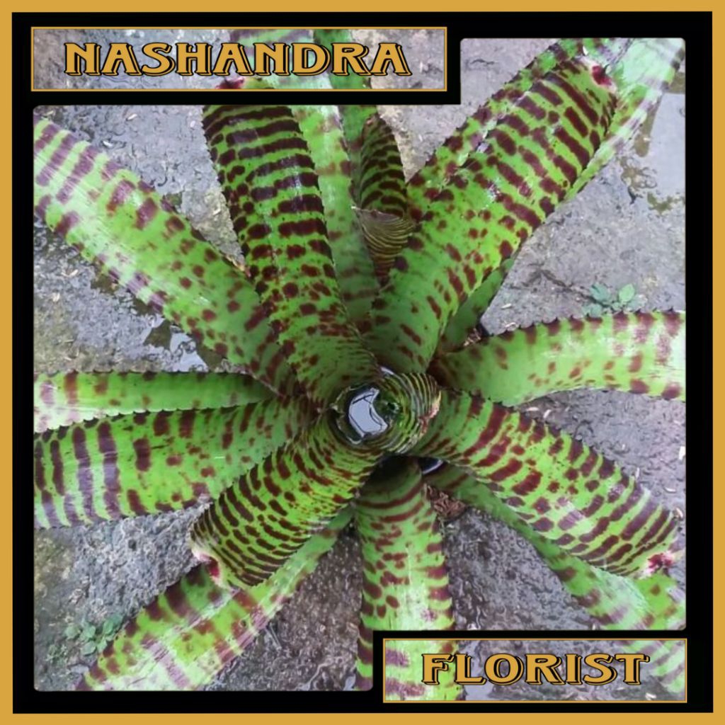 Tanaman Hias Bunga Bromelia Tiger