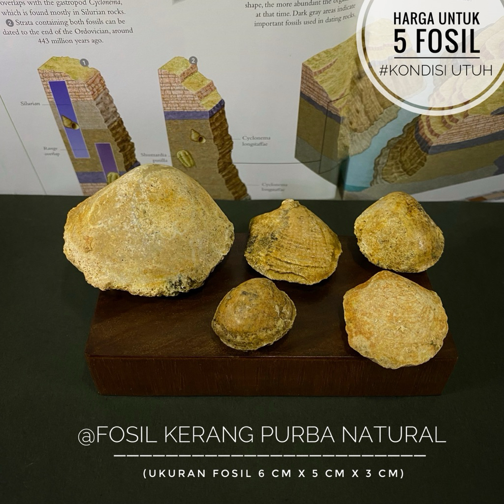 Fosil Kerang Purba Natural atau Fossil Bivalvia atau Fosil Kijing atau Fossil Shell atau Fosil Keong