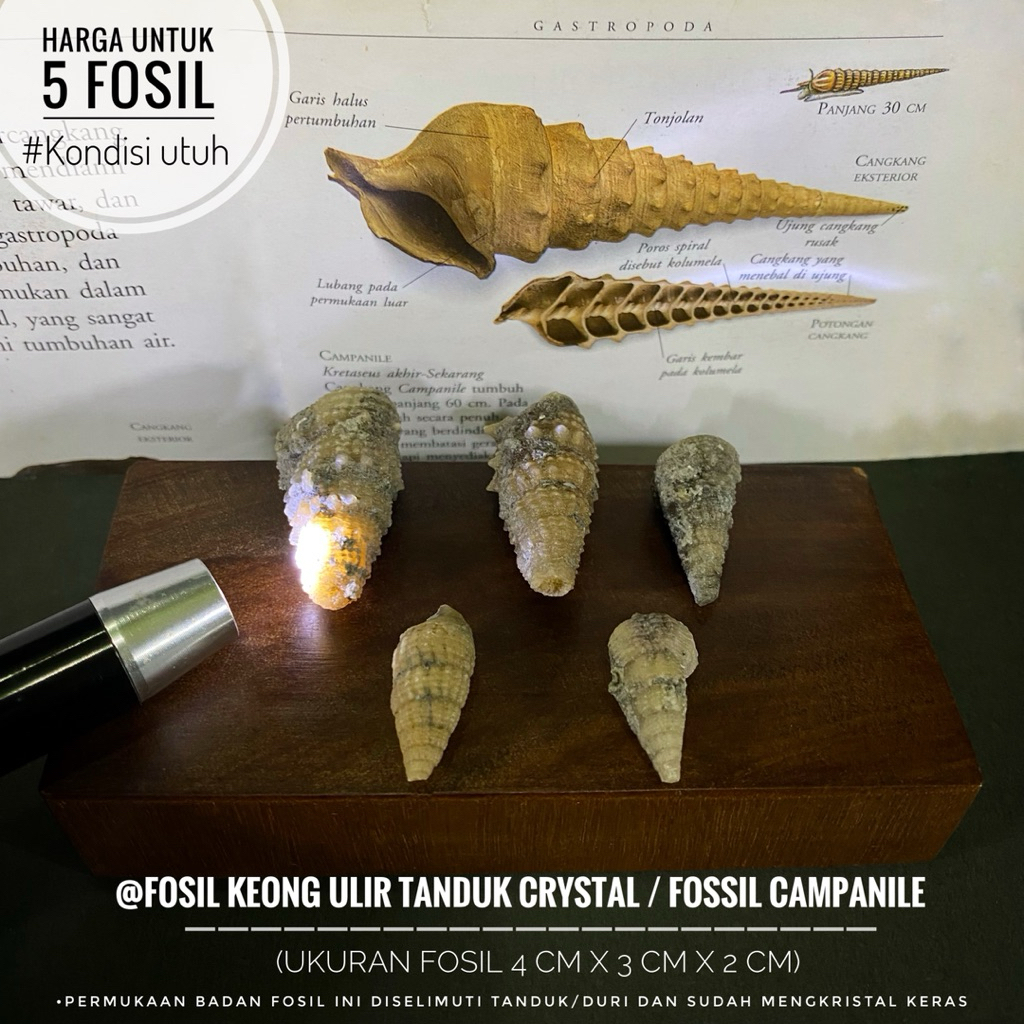 Fosil Keong Ulir Purba Crystal atau Fossil Campanile atau Fosil Keong Buntet Alam atau Fosil Kerang