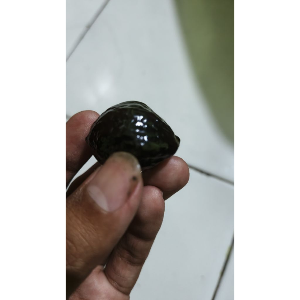 MUNCANG ADUAN ETI SUPER