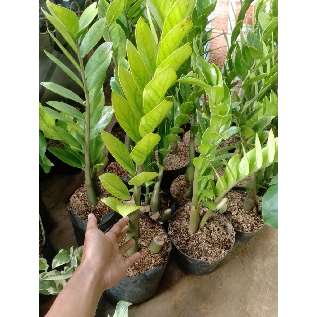(BISA COD) Tanaman Hias Zamia Dollar /  Tanaman Zamia dollar dewasa