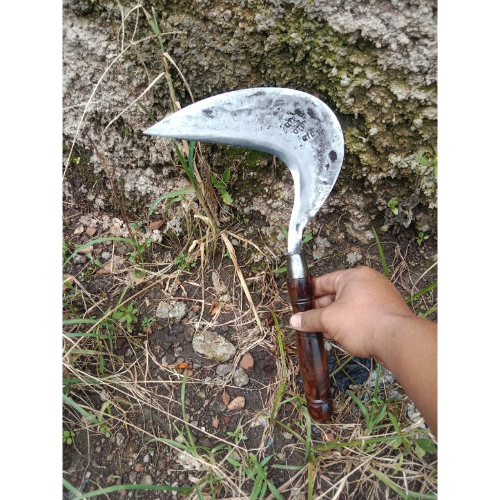Arit Model Cikajang | Sabit Potong Rumput Padi Sawah Kebun | Baja Per Super Tajam SIAP PAKAI