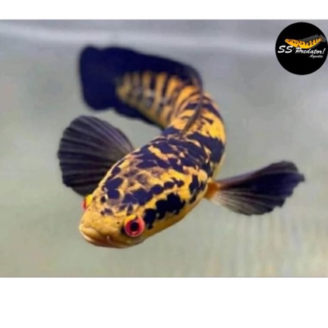 (COD)Maru yellow sentarum/ Maru Ys Batik Uk 20-26cm Sortir Terbaik