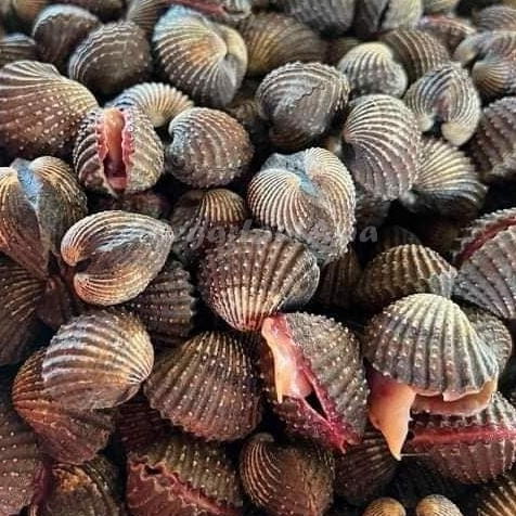 Kerang Dara 1Kg Kerang Dara Segar Kerang Darah Seafood Kerang Laut Kerang Segar 1Kg
