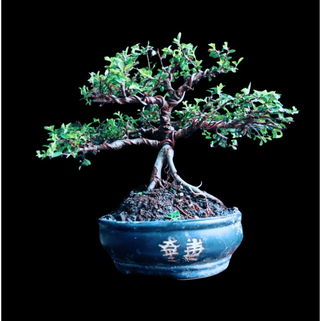 Bonsai Ulmus Micro Mame