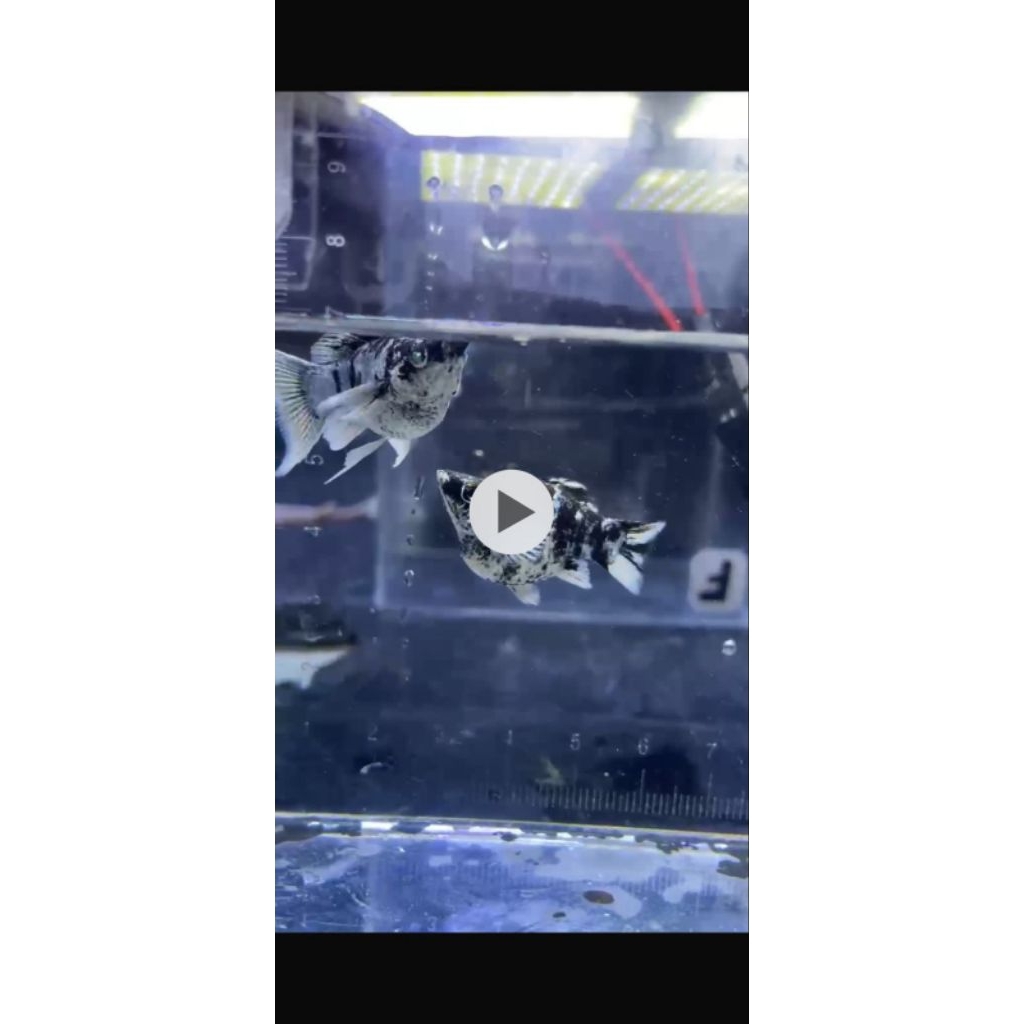 molly zebra remaja