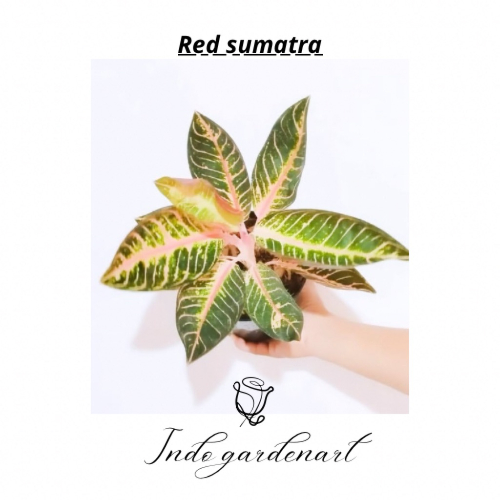 Aglonema red sumatra dewasa