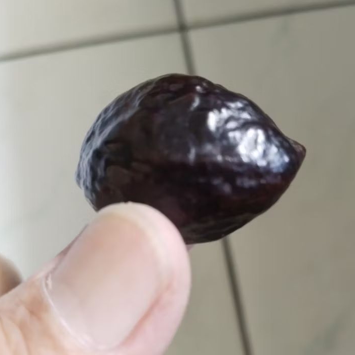 Kemiri Adu Muncang Adu Jayanti Si Poek Ori Full Tua